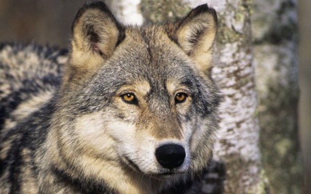 Gray wolf portrait