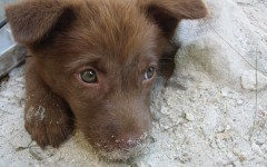 övergiven hund hundvalp