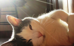 katt solljus julie falk_webb