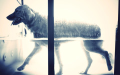 2013-05-13 Hund_Treadmill_FrankMcMains_webb