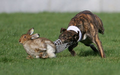 hare coursing 2_webb