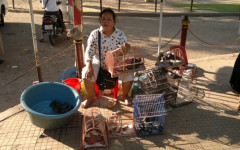 kambodja oipa