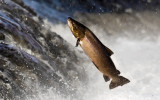 Vilda fiskar_Foto_iStockphoto