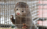 mink