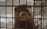 Mink Bur