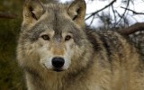Timber Wolf (Canis lupus) - square crop