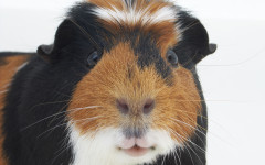 Guinea Pig face