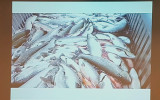Fisk i koldioxid