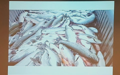 Fisk i koldioxid