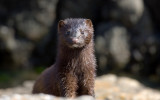 mink