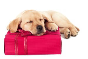 cute little labrador puppy sleeping on a christmas present over white background