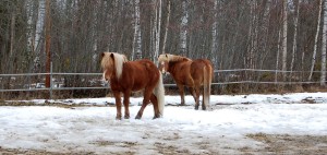 Vinterhäst två stycken står på snö i hage brun päls med vitt hår