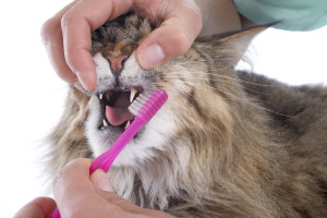 maine coon cat and toothbrush in studio
