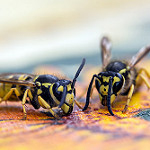 Getingar, flickr Herman Pijpers