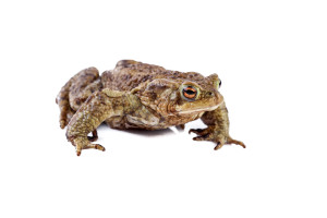 Frog or Common toad or european toad (Bufo bufo) on white