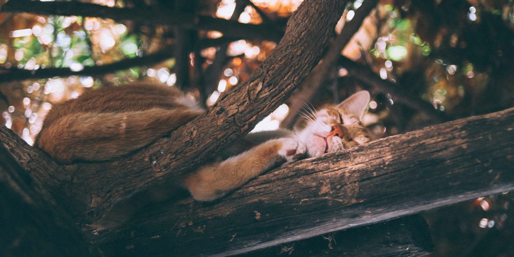 Katt ligger och sover på en tjock gren i ett träd. Runtomkring den är trädkronan och mellan grenarna ser man att solen lyser. Katten i trädet har sökt svalka