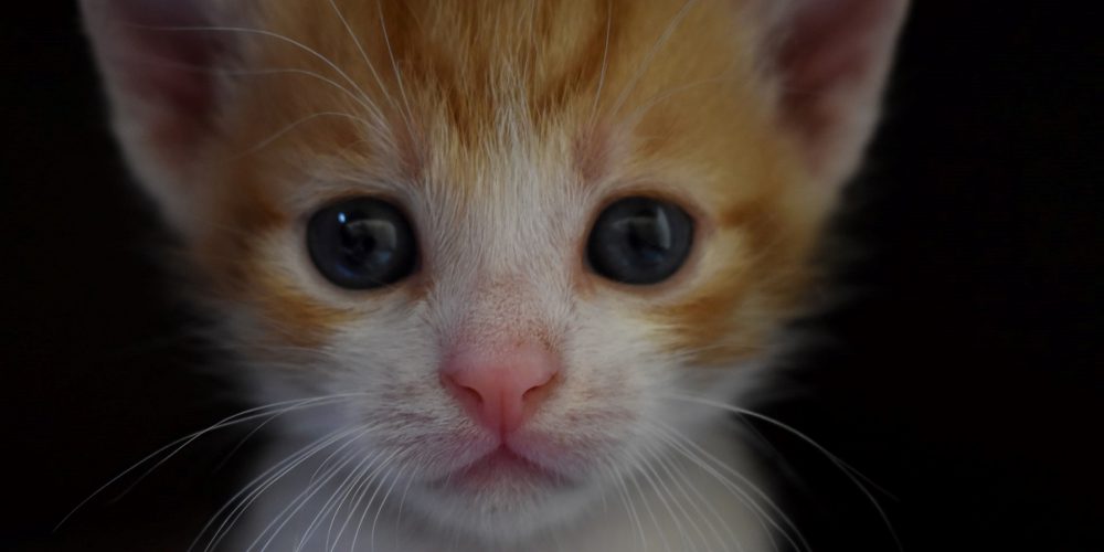 Kattunge med rosa nos och stora rädda ögon