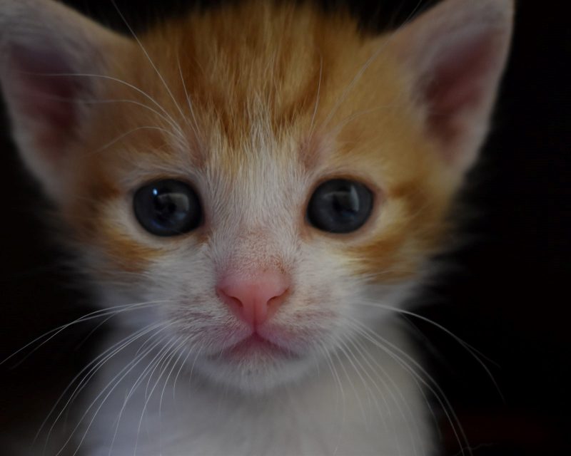 Kattunge med rosa nos och stora rädda ögon