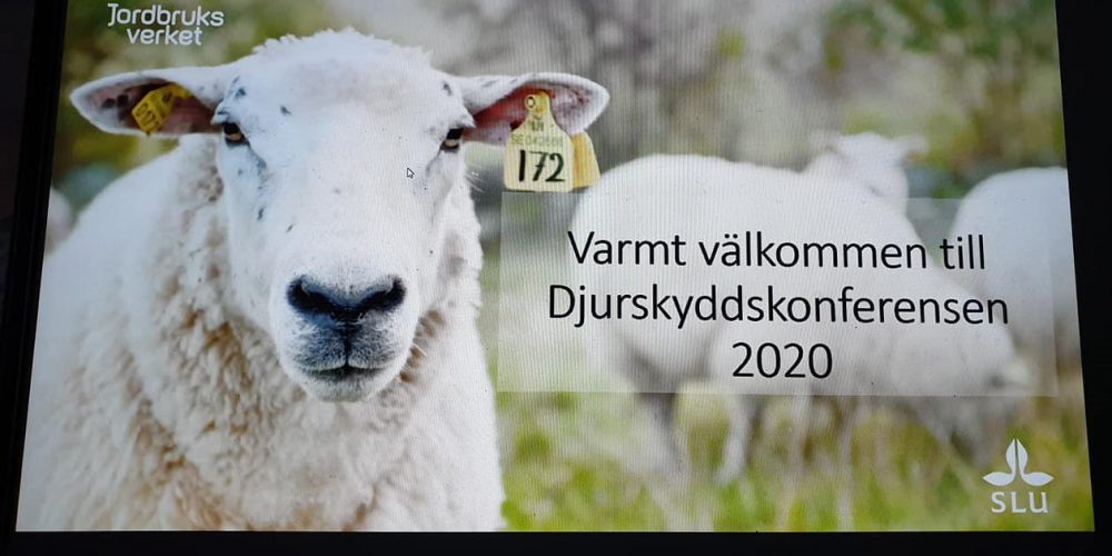 Får med bister blick och vit ullig päls tittar in i kameran. Bredvid står texten Varmt välkommen till Djurskyddskonferensen 2020. SLU. Jordbruksverket.