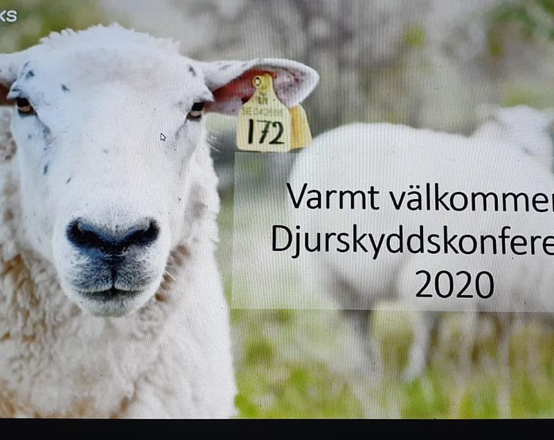 Får med bister blick och vit ullig päls tittar in i kameran. Bredvid står texten Varmt välkommen till Djurskyddskonferensen 2020. SLU. Jordbruksverket.