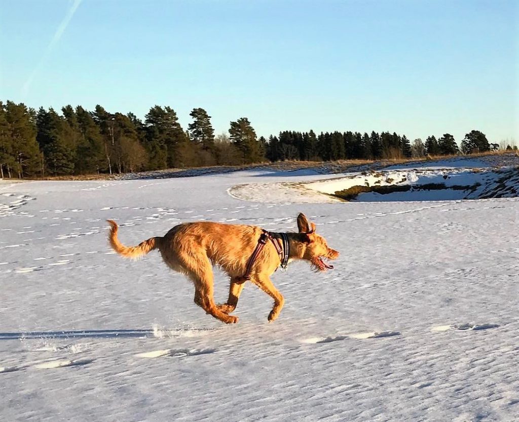 En gul hund hoppar fram i full fart över snön. Svanser ser ut som ett U, som att den ler, precis som hundens mun också gör. Ötonen står rakt upp och långt borta i fjärran är en skog och ovanför hunden en blå himmel.