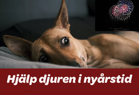 Rädd hund ligger ner och lyssnar. Ögonen är uppspärrade och öronen med. Långt borta finns fyrverkerier på himlen.