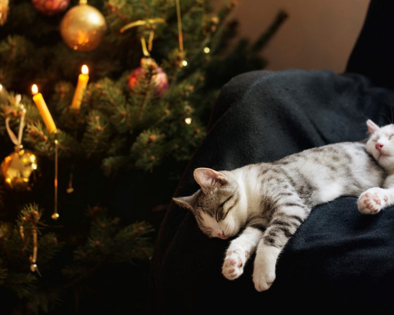 vå vita katter vilar i en mörk fåtölj vid en gnistrande julgran med gula tända ljus