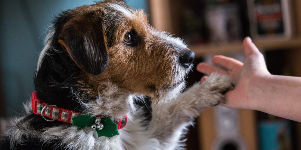 Rufsig liten hund sätter sin tass mot ett barns hand. Hunden har ett halsband i rött och grönt som för tankarna till julen.