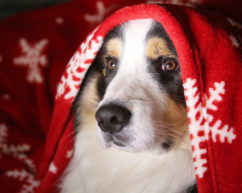 Hund har huvudet under en röd filt och ser orolig ut med stora bruna ögon.