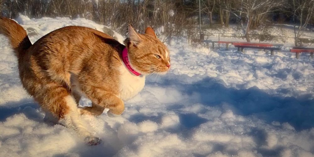 Gulbrun katt med vitt bröst springer över snön