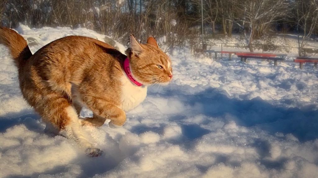 Gulbrun katt med vitt bröst springer över snön