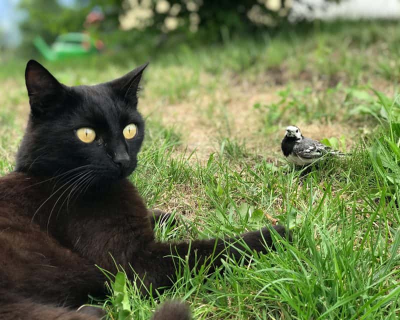 Svart katt i gräset, snett bakom tittar en liten sädesärla fram