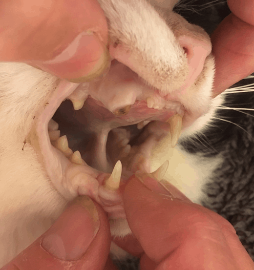 Katter med svåra smärtor i munnen fortsätter – kika i din mun varje vecka” – Djurskyddet