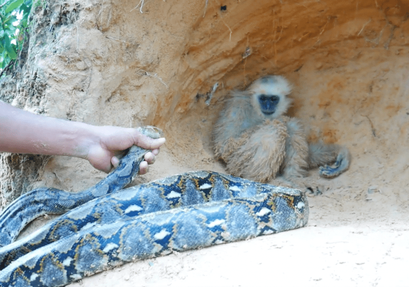Rädd apa kryper ihop längst in i en sandig grotta medan en hand håller i ett ormhuvud och riktar det mot den rädda apan, hela ormens långa kropp ligger framför för apan och blockerar den från att komma ut.