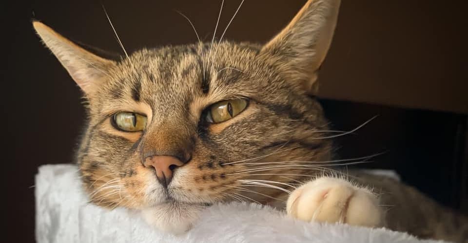 Katt vilar hakan mot mjukt underlag och ögonen glänser