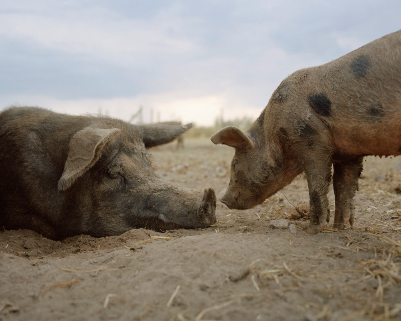 En gris med långt tryne ligger i sand medan en mindre gris står framför och tittar på trynet