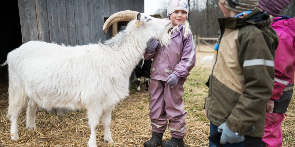 Flicka blir pussad på hakan av vit get med långa horn.
