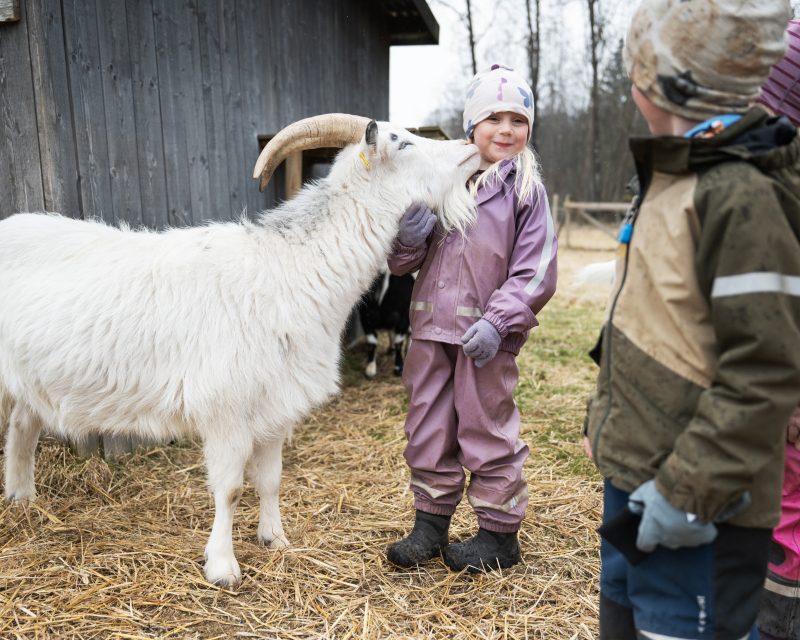 Flicka blir pussad på hakan av vit get med långa horn.