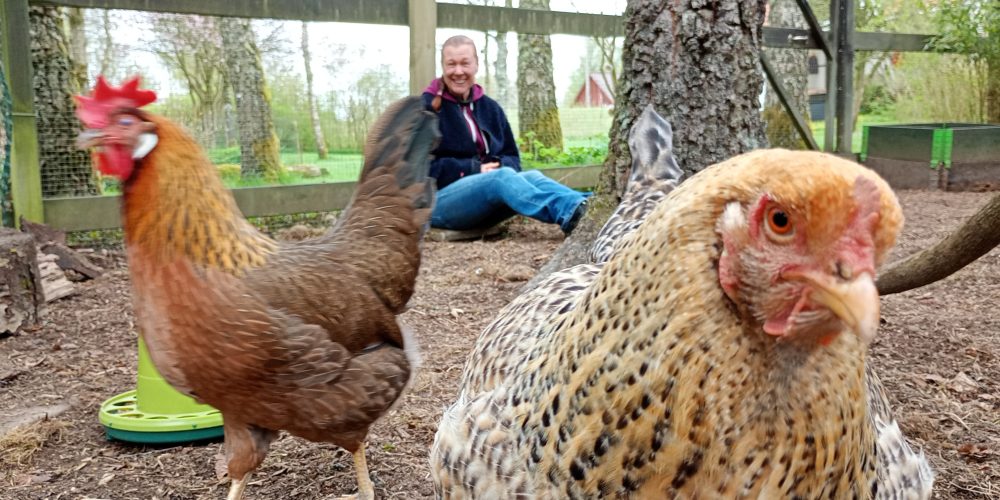 Hönorna Brunett och Blondie i förgrunden och långt bort i bakgrunden sitter hönshållaren Marielle Hellström och ler.