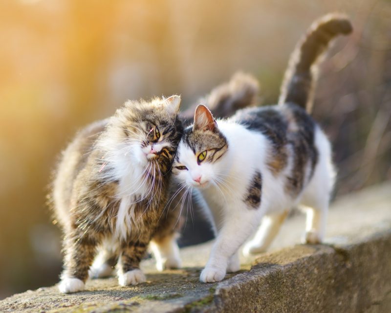 Två katter går på en solbelyst mur med huvudena lutade mot varandra.