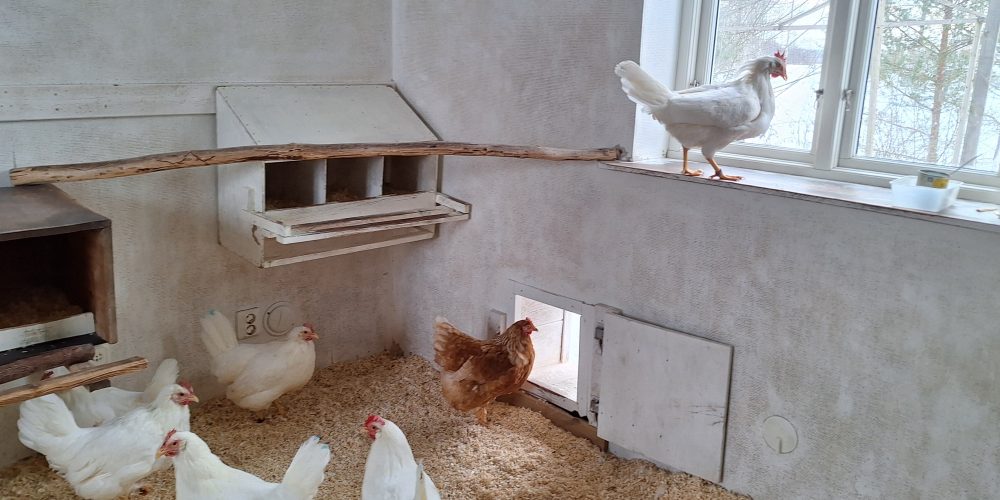 Vita hönor och en brun i ett ljust rum med kutterspån på golvet och ett stort fönster där en höna sitter på fönsterbrädan och tittar ut. Luckan ut till hönsgården nedanför är öppen.