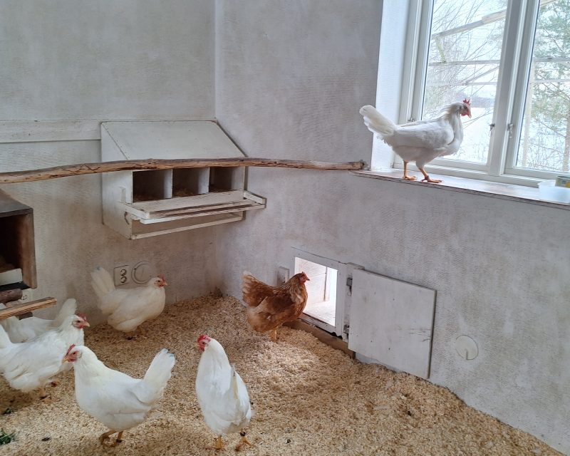 Vita hönor och en brun i ett ljust rum med kutterspån på golvet och ett stort fönster där en höna sitter på fönsterbrädan och tittar ut. Luckan ut till hönsgården nedanför är öppen.