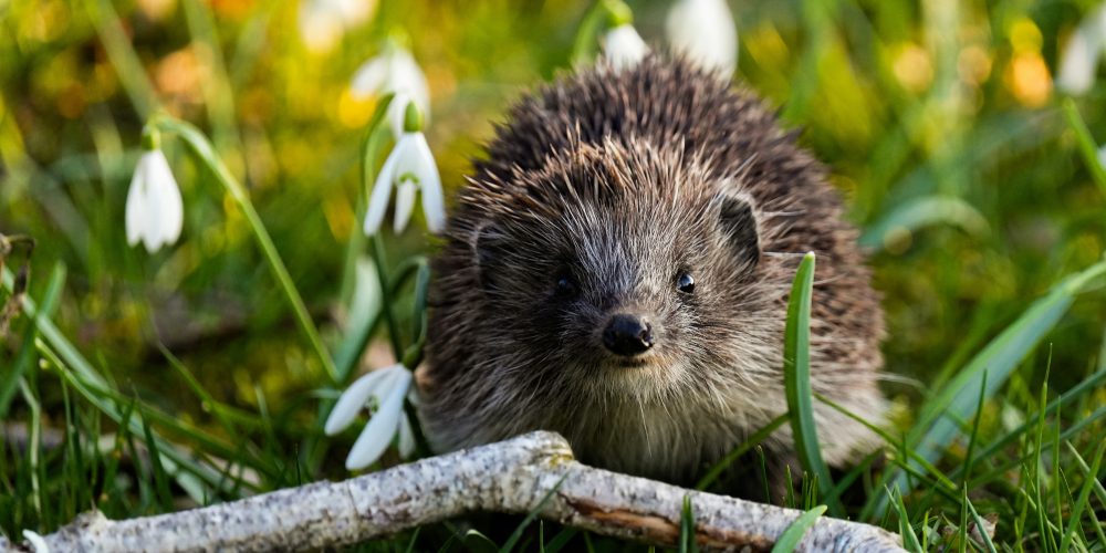 Igelkott i snödroppar