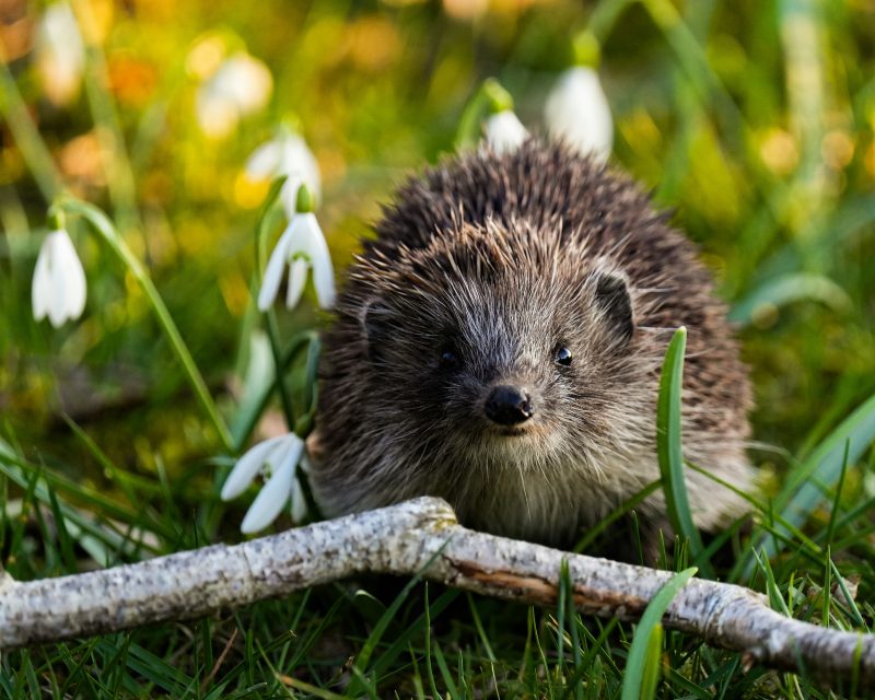 Igelkott i snödroppar