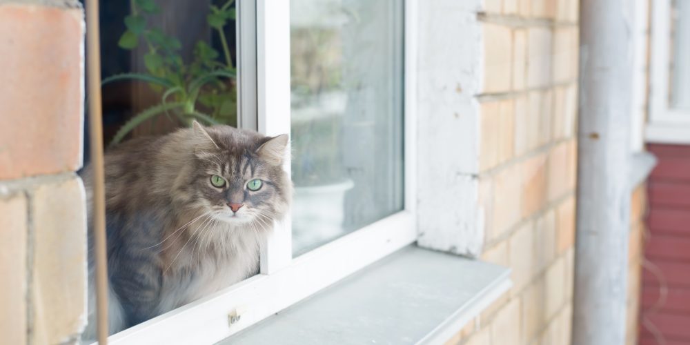 Katt sticker ut huvudet och halv överkroppen från ett öppet fönster