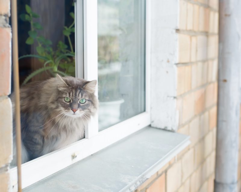 Katt sticker ut huvudet och halv överkroppen från ett öppet fönster